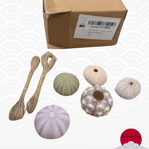 Sea Urchin Shells for Hanging Plant - Picture 3 of 9